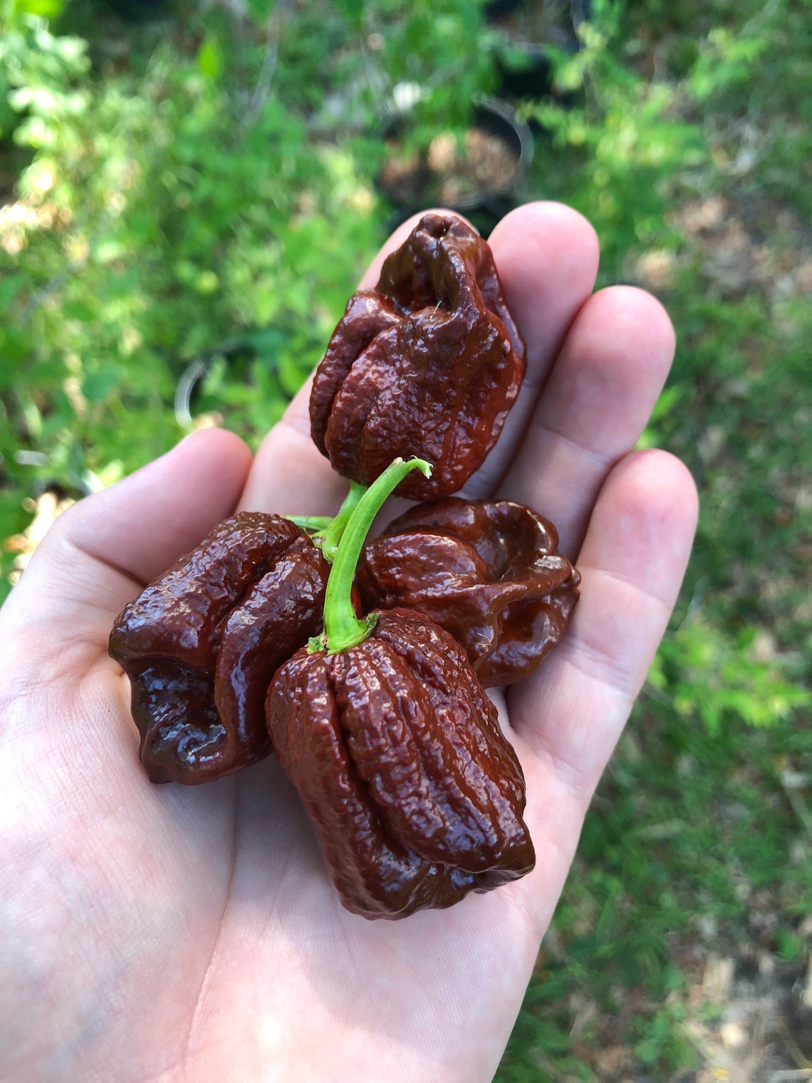 7 Pot Douglah Peppers Etsy