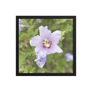 Flower Bumble Bee Pollen Framed Art