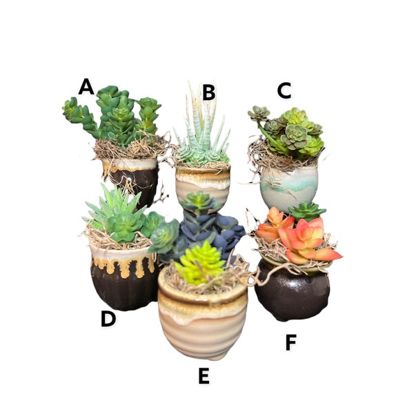 small potted plants
