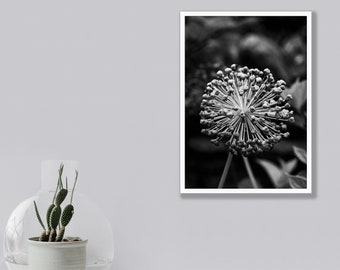 Allium 白黒デジタルダウンロード可能プリント