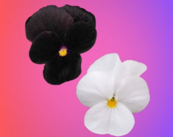 Black + White Viola Flower Seed Kit-Cute Gift-Comes with Everything You Need-Sustainable, Reusable & Plastic-Free...Edible Flowers, Nontoxic