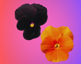 Black + Orange Viola Flower Seed Kit-Cute Gift-Comes with Everything You Need-Sustainable, Reusable & Plastic-Free..Edible Flowers, Nontoxic