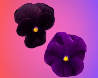 Black + Purple Viola Flower Seed Kit-Cute Gift-Comes with Everything You Need-Sustainable, Reusable & Plastic-Free..Edible Flowers, Nontoxic