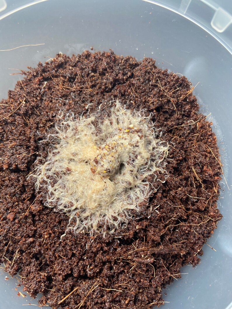 12oz Grindal Worms Culture Etsy