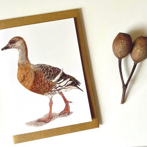 Australian duck card, Plumed Whistling, Pacific Black, Australian Bird Cards, blank inside, greeting card, all occasion card, waterbirds
