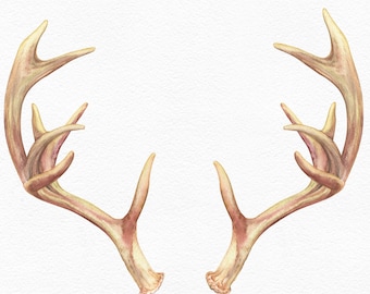 Deer Antlers Clipart PNG Realistic Watercolor Bohemian Boho Antler Hand Painting Watercolor Woodland Rustic Sublimation Design 3d Effect