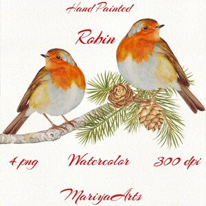 Robin Bird Aquarela Clipart, PNG Pássaro de Inverno Pássaro de Natal Pintado à Mão Realista Europeu Robin Clipart Ilustração de estoque Ramos de pinheiro