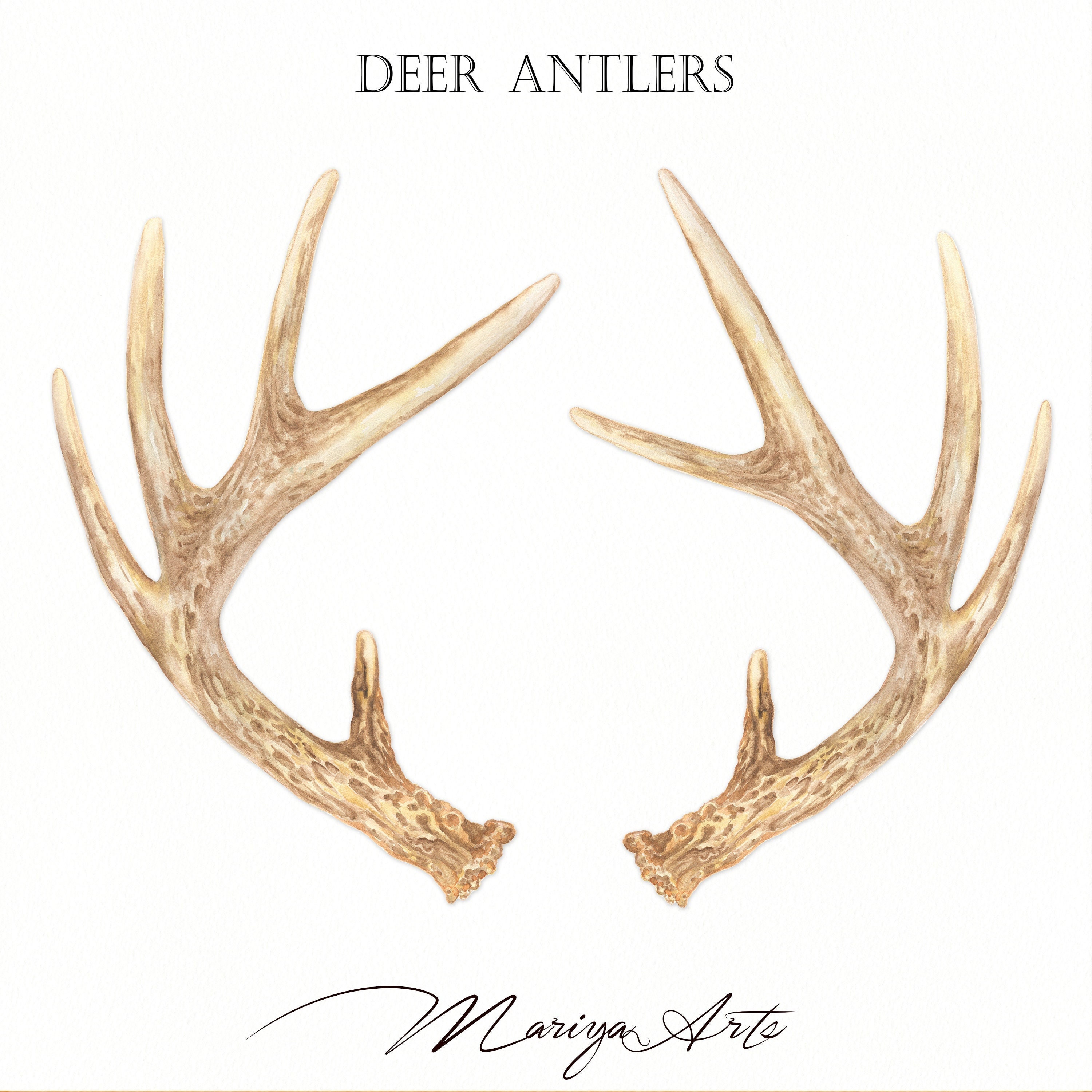 Watercolor Antler Clipart Deer PNG Bohemian Boho Horns Clip Art High Quality Hand Painting Watercolor Woodland Rustic Sublimation Design