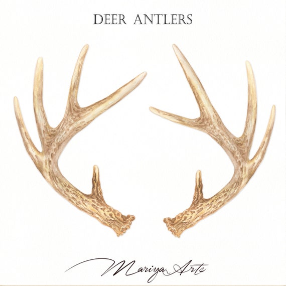 Watercolor Antler Clipart Deer PNG Bohemian Boho Horns Clip - Etsy