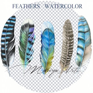 Akwarela Blue Jay Feather Clipart PNG Boho Feather Set Sublimacja Projekt Malowany Ręcznie Clip Art Oryginalna Grafika Cyfrowa Natychmiastowe Pobieranie
