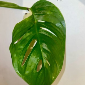 Monstera adansonii variegated - single node leaf cutting