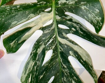 Monstera deliciosa albo variegated - single node leaf cutting - high variegation