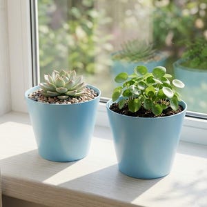 May include: Two light blue tapered plant pots sitting side by side. The left pot contains a pale green succulent nestled in small beige pebbles. The right pot holds a Pilea peperomioides plant with round, dark green leaves in dark soil.