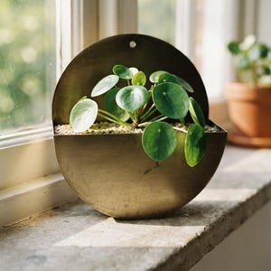 Könnte beinhalten: Ein halbkreisförmiger Wandpflanzkübel aus Messing mit flacher Rückseite und einem kleinen Befestigungsloch an der Oberseite. Das Gefäß enthält eine Pilea peperomioides Pflanze mit runden, dunkelgrünen Blättern und heller Erde im oberen Bereich.