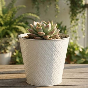 Peut inclure: Un pot de fleurs en métal blanc avec un motif texturé en croisillons contenant une plante succulente. La succulente présente des feuilles épaisses et charnues vert clair avec des pointes rosées disposées en rosette symétrique.