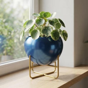 Puede incluir: Una planta Pilea peperomioides variegada con hojas redondas moteadas en verde y blanco, en una maceta de cerámica azul oscuro, lisa y esférica, que descansa sobre un soporte de metal dorado con una base en forma de cruz.