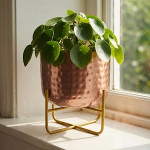 Peut inclure: Une plante Pilea peperomioides vert vif aux feuilles rondes en forme de pièce de monnaie est placée dans un pot cylindrique en cuivre martelé. Le pot repose sur un support en métal doré doté d'une base en croix et de quatre pieds verticaux.