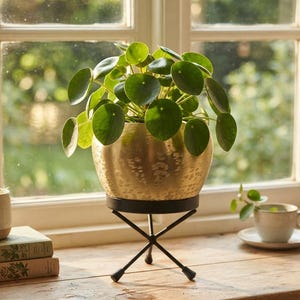 Peut inclure: Une plante Pilea peperomioides aux feuilles rondes vert foncé, plantée dans un bol texturé en métal doré. Le bol repose sur un support en métal noir doté de quatre pieds fins croisés, munis de petits embouts protecteurs sombres à la base.