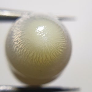 6.15CT Tridacna white clam pearl Grade A