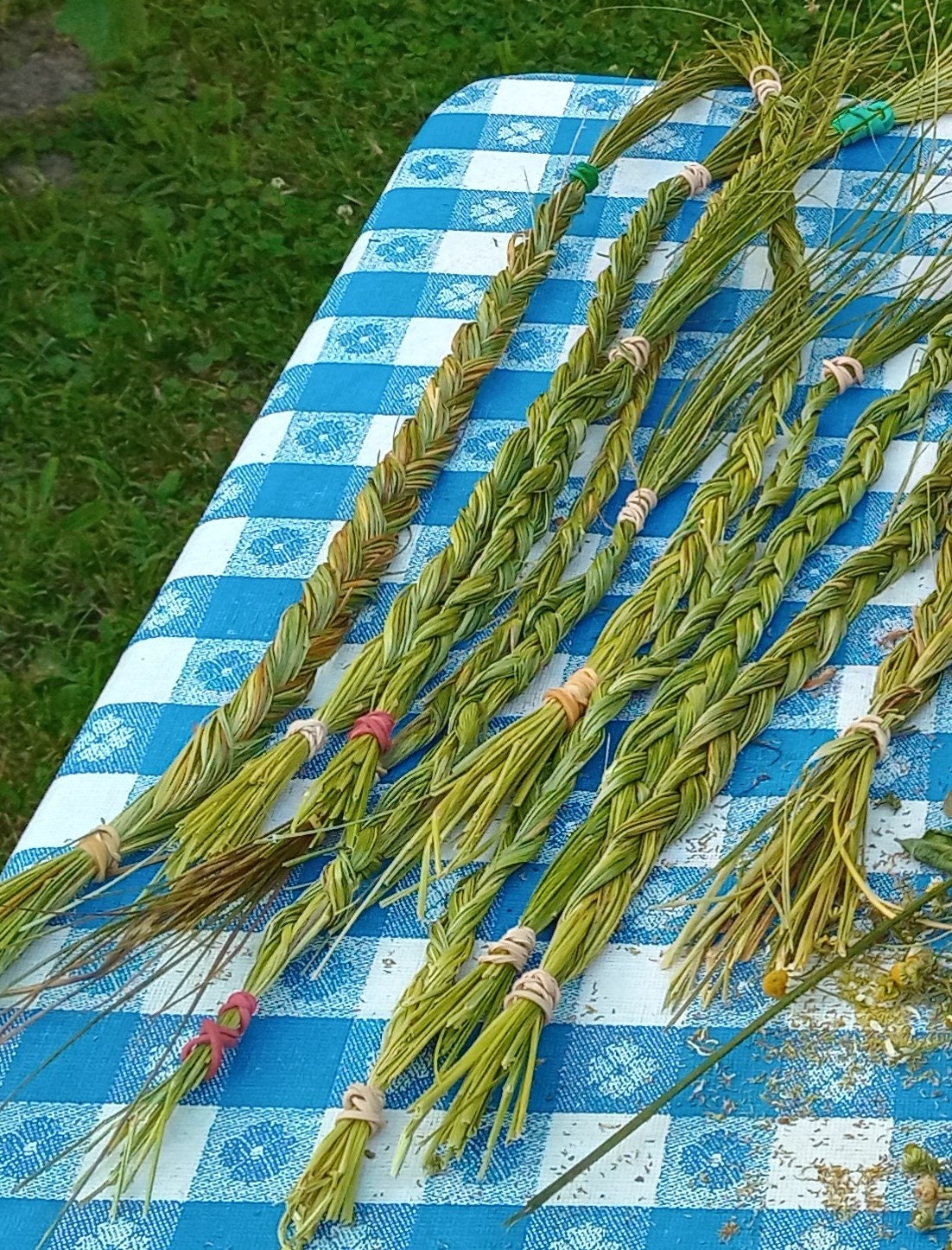 40 Sweetgrass Seeds, WINTER PLANTING Hierochloe Odorata, Vanilla Grass,  Holy Grass, Sweet Grass Seeds HI9040R 