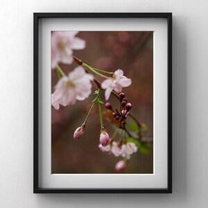 Sakura in Bloom, Instant download, Floral artwork, Digital Artwork, Home decor, Printable wall art, high-quality print, Floral art print