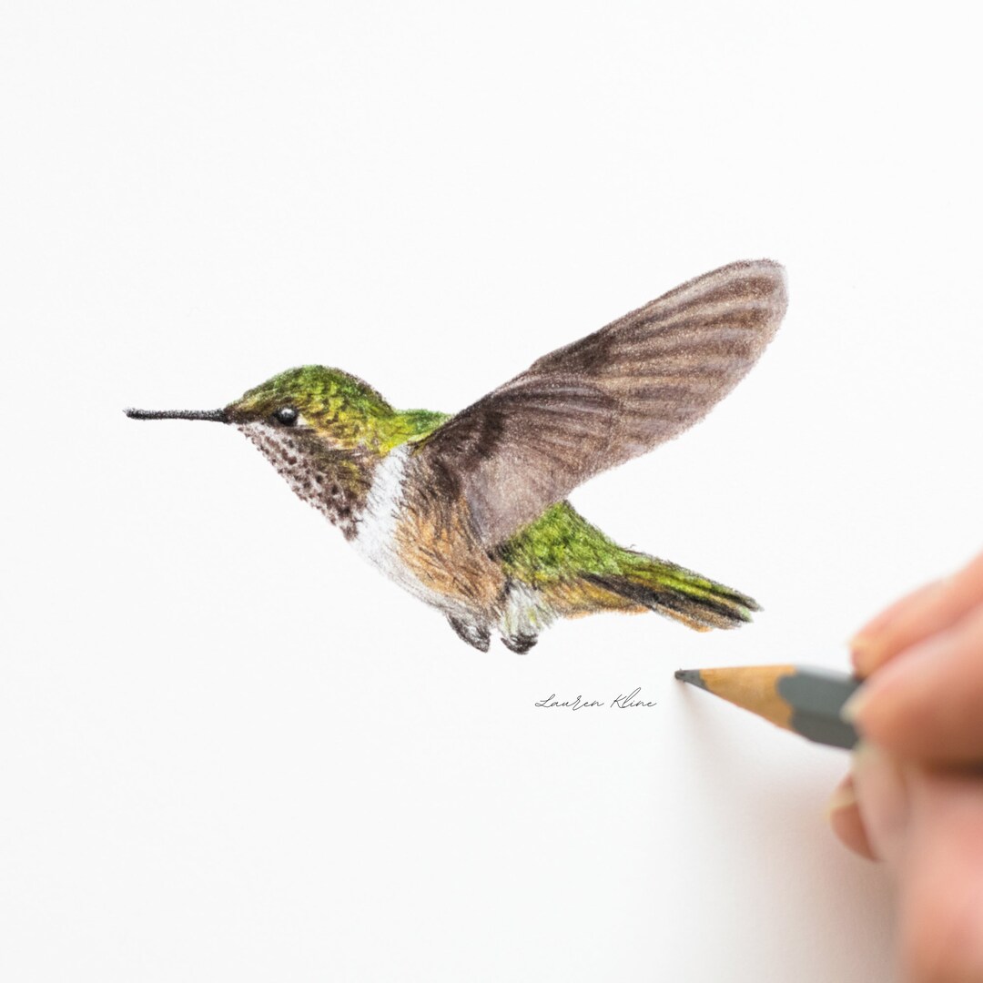 Colored Pencil Hummingbird Art Print Etsy