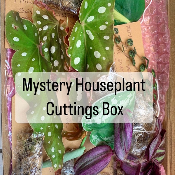 Houseplant Cuttings - Mystery Box