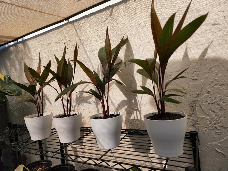 Op de afbeelding: Vier rode palmen in potten op een zwart metalen rek. De planten bevinden zich in verschillende groeistadia en hebben een roodbruine kleur.