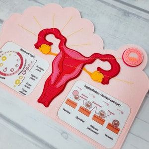 FEMALE FERTILIZATION, Human anatomy, Educational Toy, Reproductive System, Anatomy Board, Human Body Medical Playset image 4