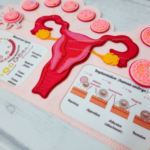 FEMALE FERTILIZATION, Human anatomy, Educational Toy, Reproductive System, Anatomy Board, Human Body Medical Playset image 6