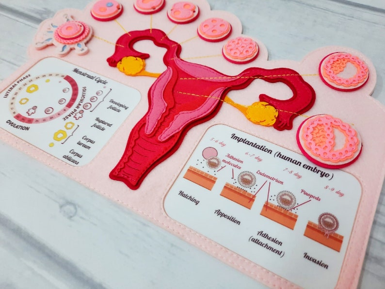 FEMALE FERTILIZATION, Human anatomy, Educational Toy, Reproductive System, Anatomy Board, Human Body Medical Playset image 6