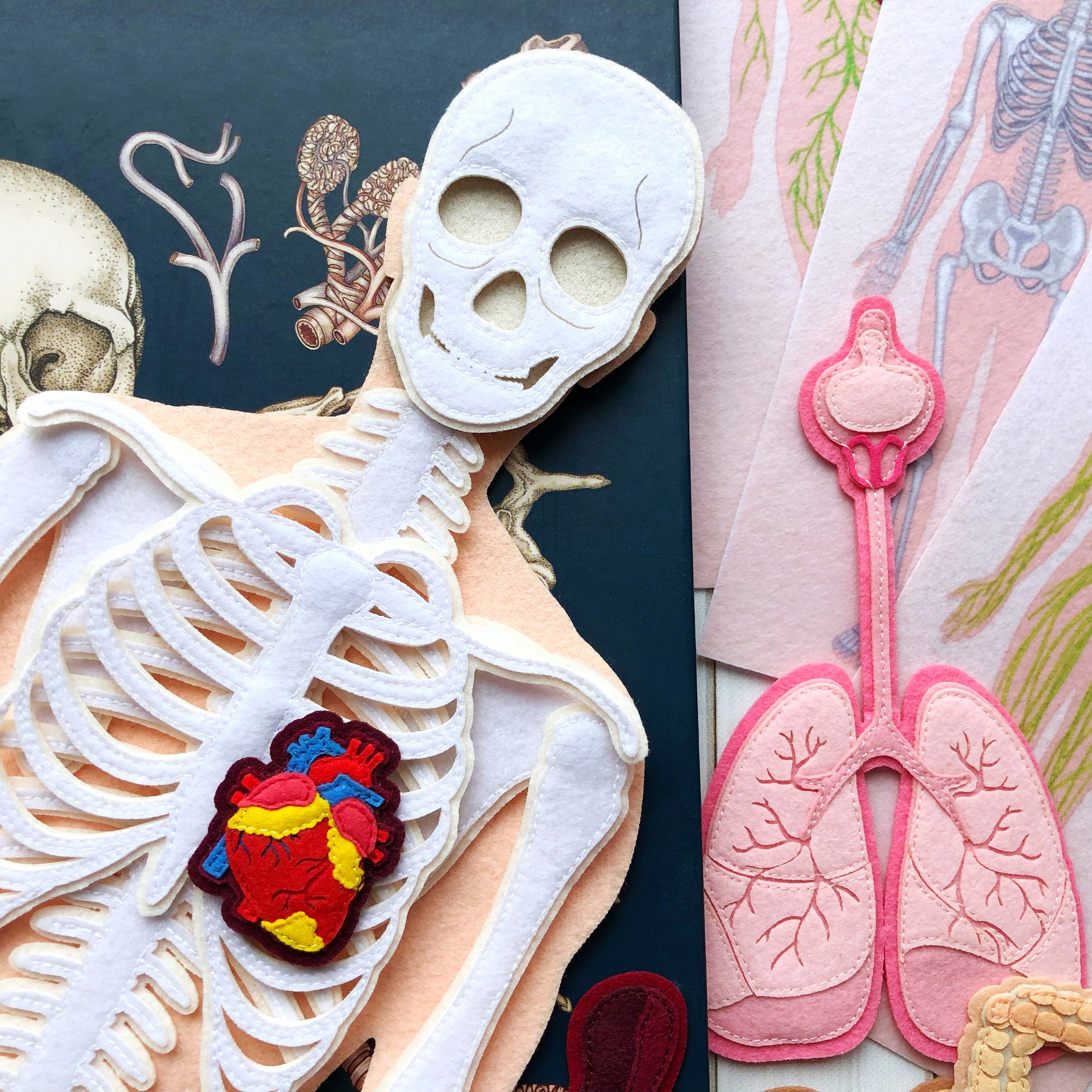 Marctani Cuerpo Humano de Fieltro con Huesos y Órganos - Montessori el Cuerpo  Humano Desmontable en Partes - Juegos de Anatomia para Niños - Juguete  Educativo Esqueleto Humano