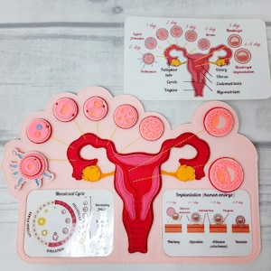 FEMALE FERTILIZATION, Human anatomy, Educational Toy, Reproductive System, Anatomy Board, Human Body Medical Playset