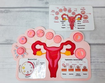 FEMALE FERTILIZATION, Human anatomy, Educational Toy, Reproductive System, Anatomy Board, Human Body Medical Playset