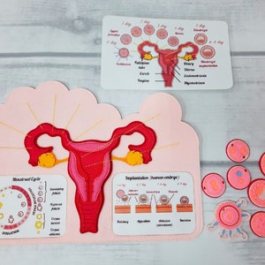 FEMALE FERTILIZATION, Human anatomy, Educational Toy, Reproductive System, Anatomy Board, Human Body Medical Playset image 2