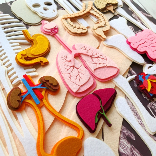 VOLLEDIGE SET (skelet en organen), Lasergesneden onderdelen, Grote menselijke anatomie, Anatomiebord, Medisch menselijk lichaam Montessori wetenschapsspeelset