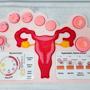 FEMALE FERTILIZATION, Human anatomy, Educational Toy, Reproductive System, Anatomy Board, Human Body Medical Playset image 5