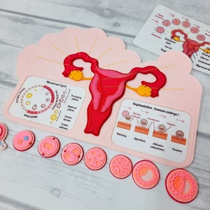 FEMALE FERTILIZATION, Human anatomy, Educational Toy, Reproductive System, Anatomy Board, Human Body Medical Playset image 3