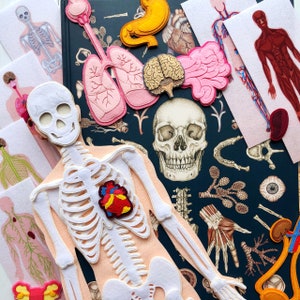 Anatomy board, FULL SET (skeleton and organs),Extra Large Human Anatomy, Medical Human body, Montessori science play set