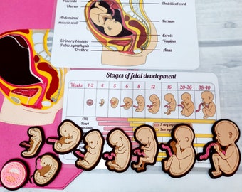 DEVELOPMENT HUMAN EMBRYO, Anatomy Board, Fetal development, Reproductive System, Human Body Medical Play Set