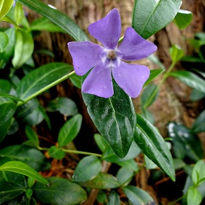 Live Vinca Minor Plants | 50–200+ Bare Root Plants | Hardy Year Round Evergreen Groundcover - Low Maintenance