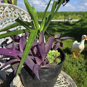 Easy-Care Houseplant Trio – Yucca Cutting, Hens and Chicks, Purple Heart | Bare Root Live Plants | Ships USPS Priority Mail