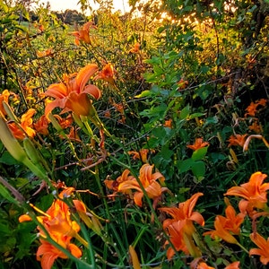 Orange Daylily Rhizomes – 50/100/200 Bare Root Plants | Hemerocallis Fulva | Hardy, Low Maintenance, Fast Growing