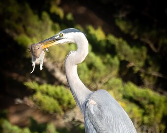 Great Blue Heron with Vole