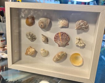 Variety shells on display frame #25-9.  White - 6-5/8 x 8-5/8”, 1-7/8” deep