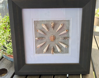 Seashell frame-clock imagery