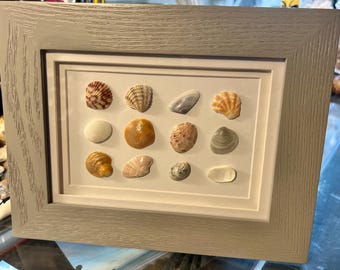 Variety shells on display frame #25-8.  Gray - 7x9”, 3/4” deep