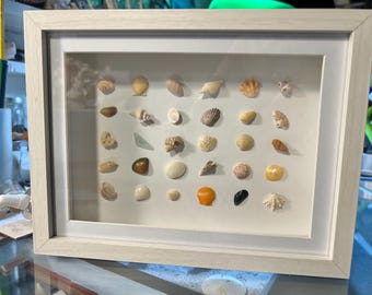 Variety shells on display frame #25-11.  White - 6-5/8 x 8-5/8”, 1-7/8” deep
