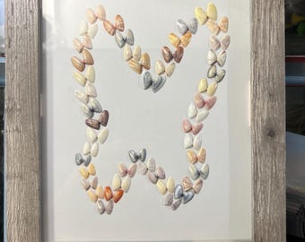 10x12” coquina seashells in butterfly shape on display wall frame.