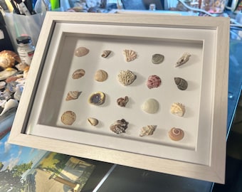 Variety shells on display frame #25-10.  White - 6-5/8 x 8-5/8”, 1-7/8” deep